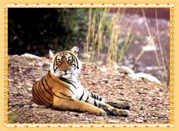 Ranthambore Wildlife